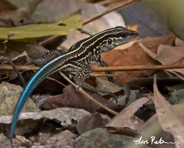 Seven-lined Ameiva